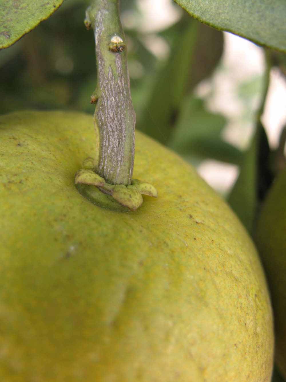            Fruit (Winter Haven, FL)   